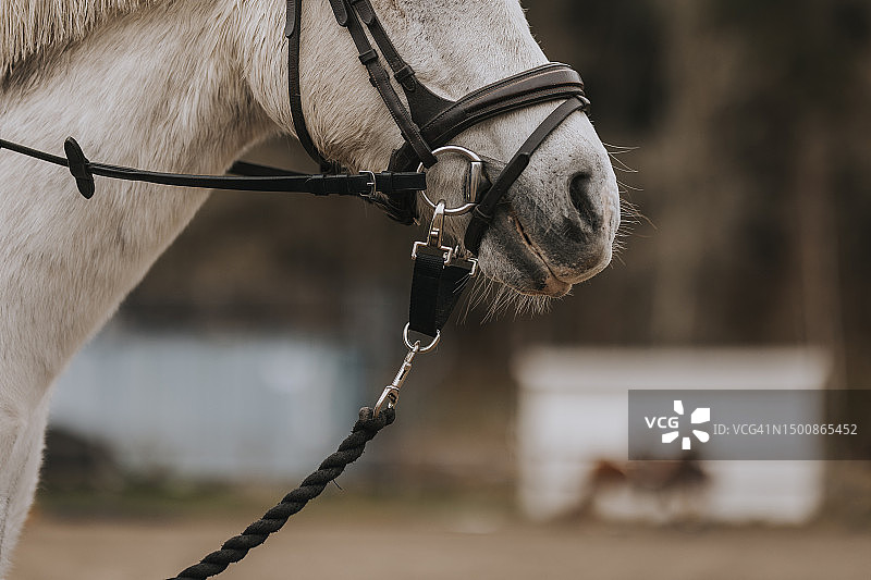带挽具的马口鼻图片素材