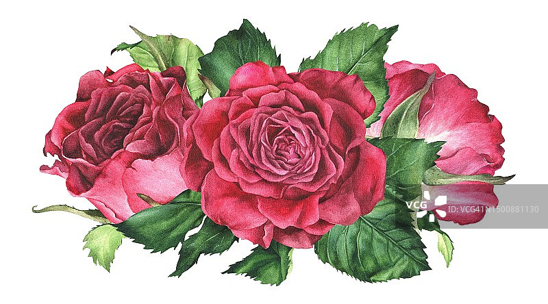 红色玫瑰花苞叶子水彩植物插画，白色背景图片素材