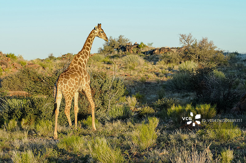 长颈鹿侧面站立图，奥格拉比斯瀑布国家公园，南非图片素材