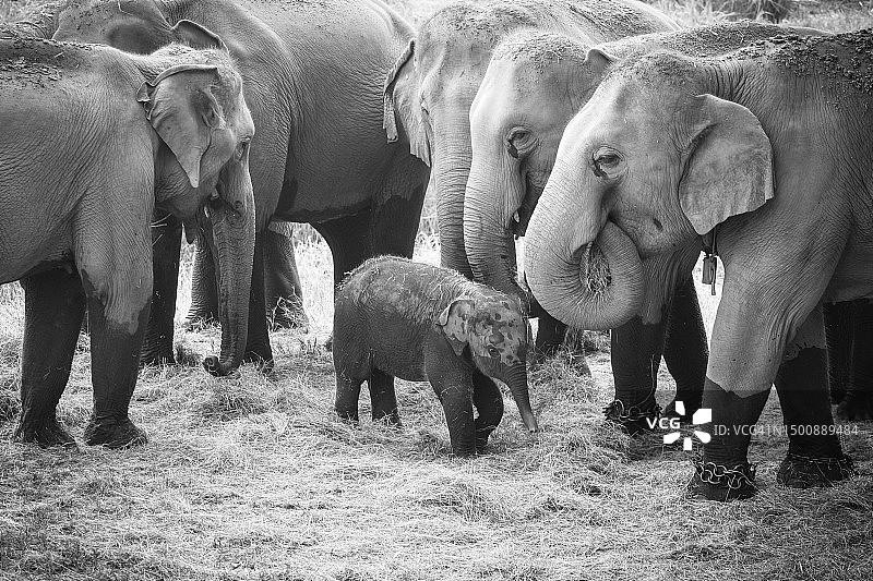 小象站在象群旁边，泰国图片素材