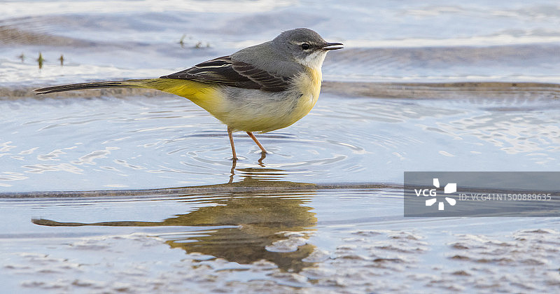 鹡鸰栖息在海滩岸边的特写图片素材