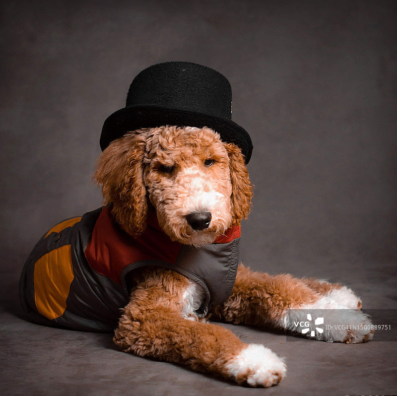 戴帽子的贵宾犬肖像，灰色背景，俄亥俄州托莱多，美国图片素材