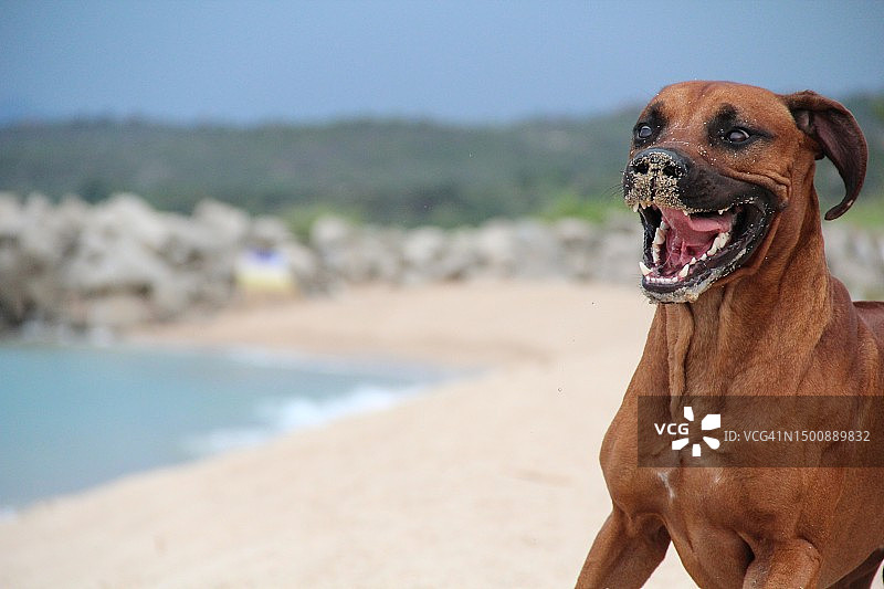 坐在沙滩上，眼神离开的纯种犬特写图片素材