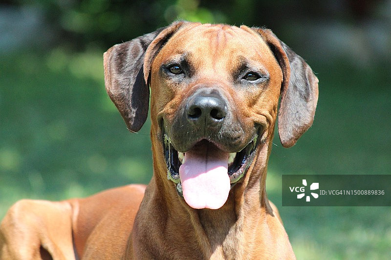 吐着舌头看着镜头的纯种狗的特写肖像图片素材