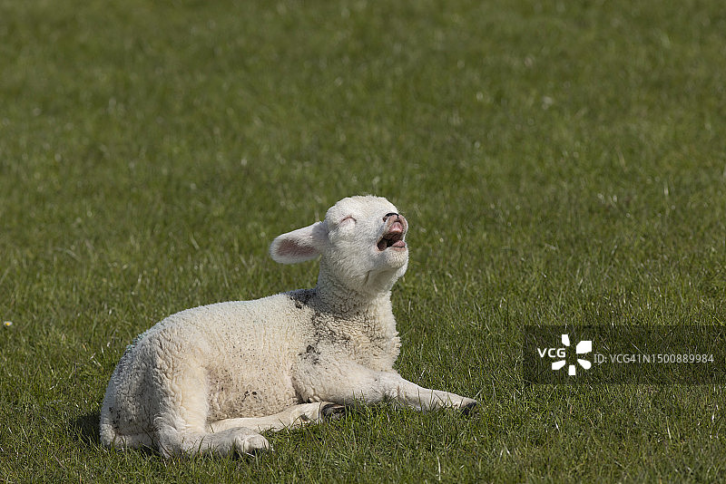 田野里的小羊羔特写图片素材