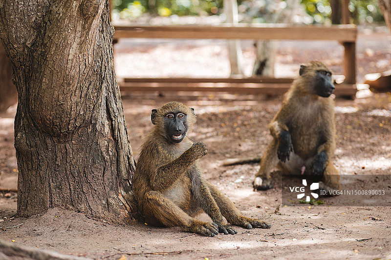 树下地面上猴子特写图片素材