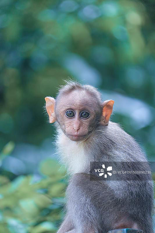树上的猕猴肖像图片素材
