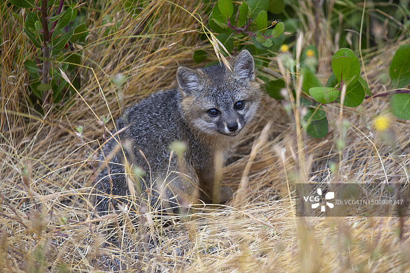 海峡群岛小狐狸图片素材