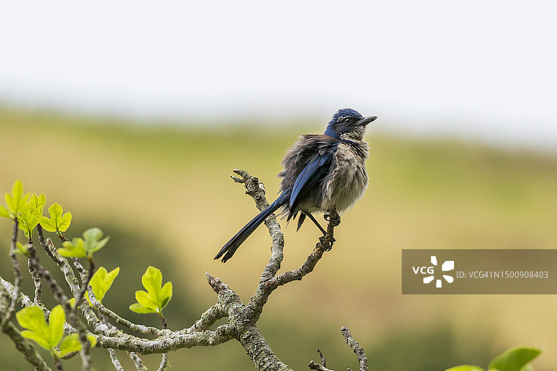 年轻的海岛灌丛鸦图片素材