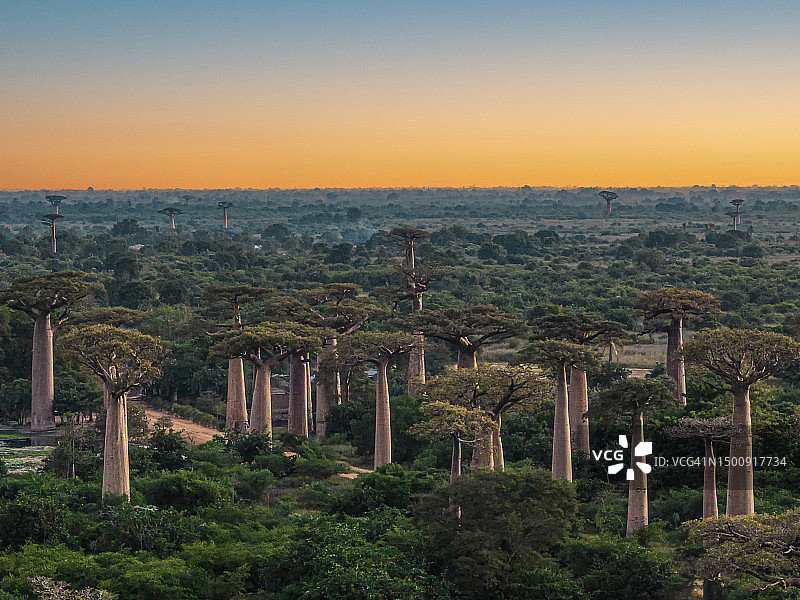 马达加斯加莫隆达瓦的猴面包树大道图片素材