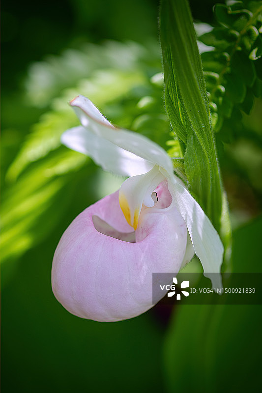 粉色显眼的杓兰图片素材