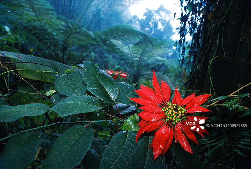 中国台湾日月潭附近的鲜花图片素材