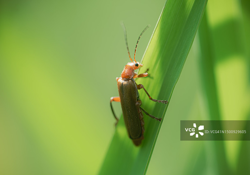 红边花金龟图片素材