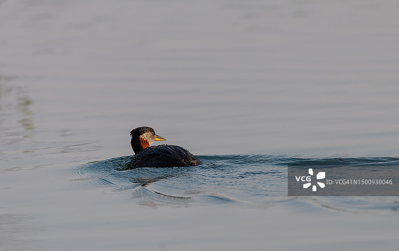红颈䴙䴘图片素材