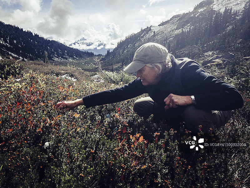 在加拿大不列颠哥伦比亚省惠斯勒山区采摘蓝莓的女人图片素材