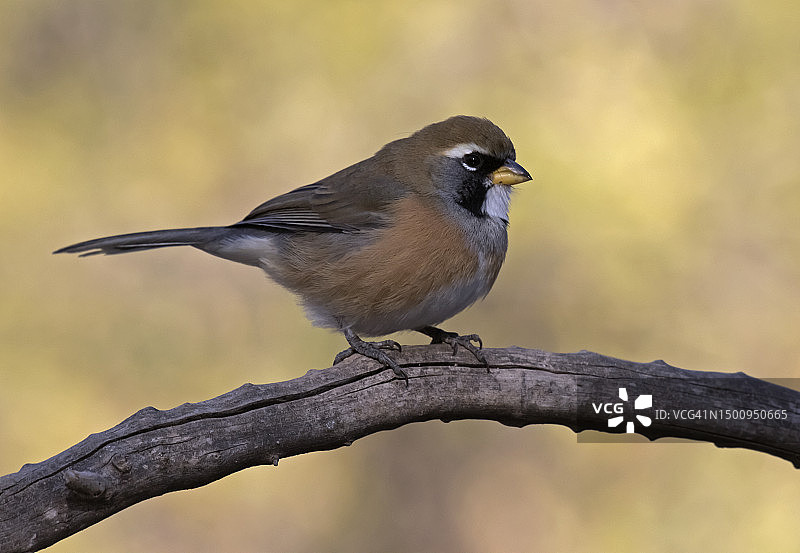 多种颜色的查科雀图片素材