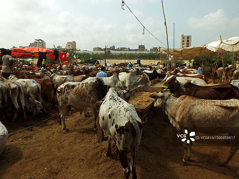 古尔邦节的牲畜市场图片素材
