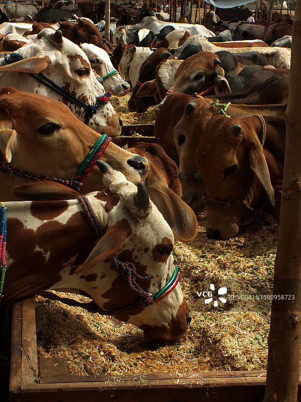 古尔邦节的牲畜市场图片素材