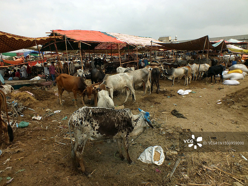 古尔邦节的牲畜市场图片素材