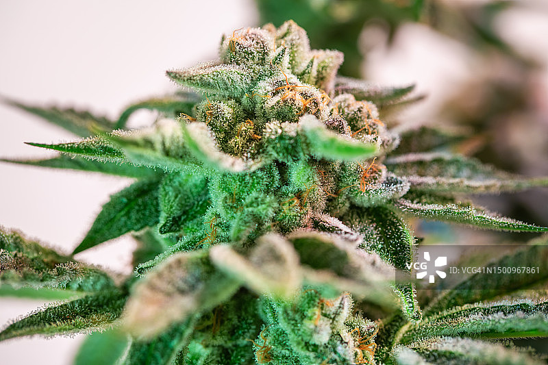 大麻植物花朵图片素材