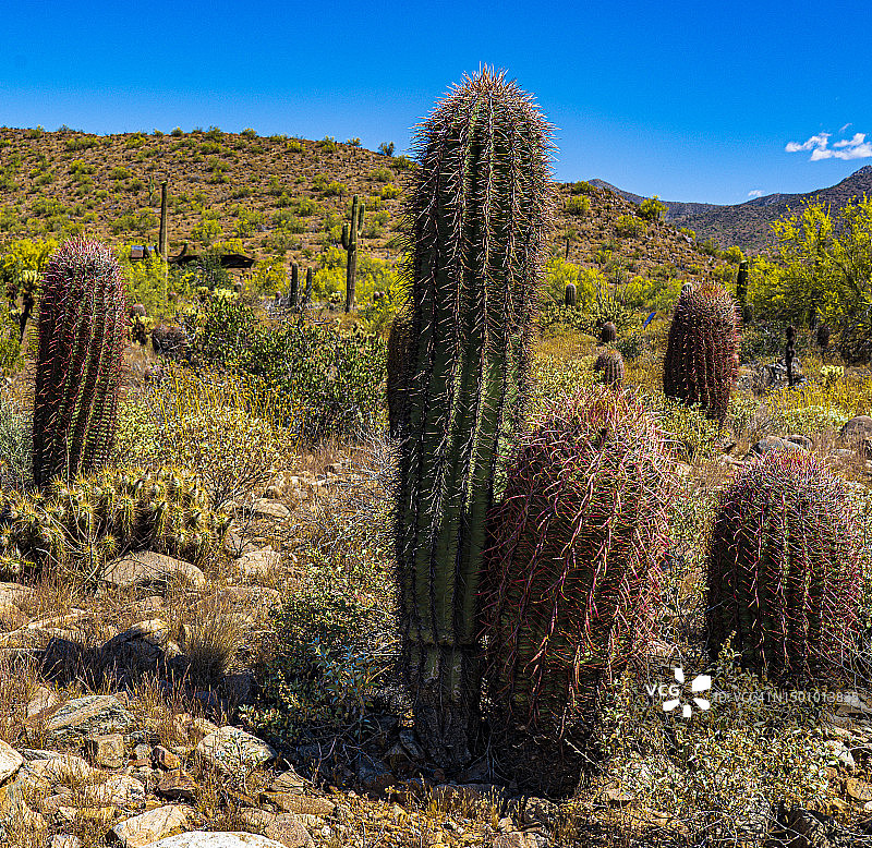 桶形仙人掌和巨人柱仙人掌图片素材