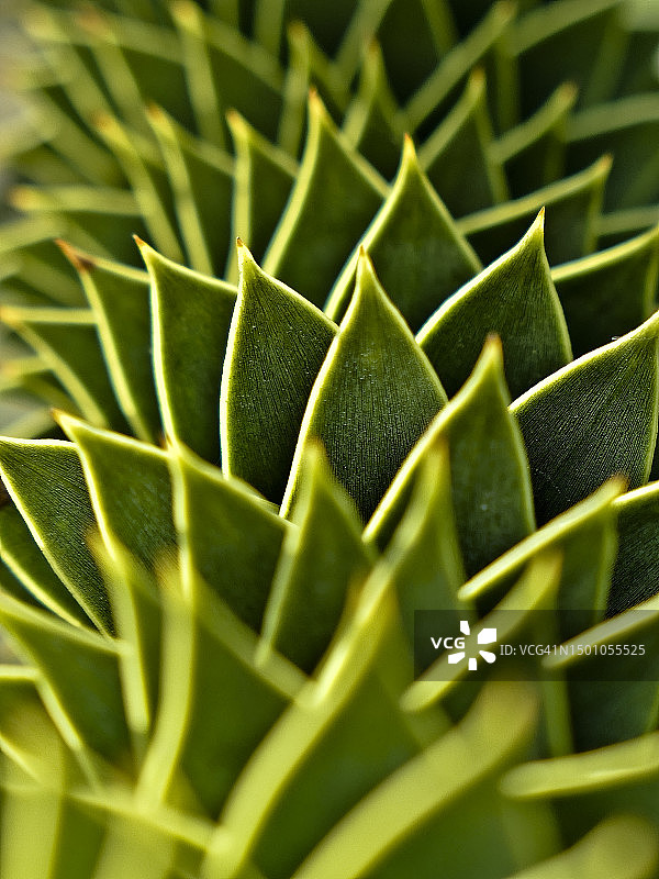 猴 puzzle 树叶特写图片素材