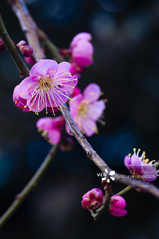 粉色日本李子花图片素材