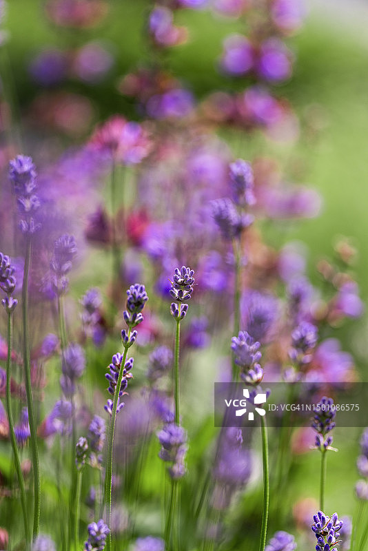 夏天美丽的薰衣草田，花朵特写图片素材