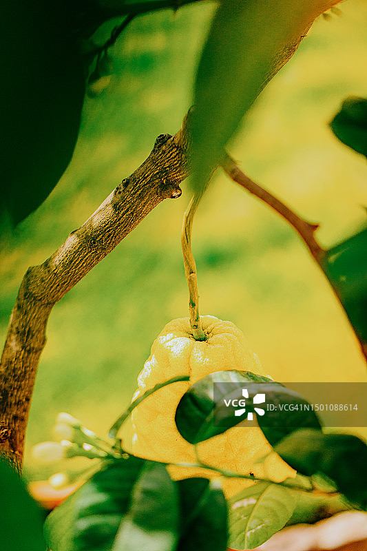 树上生长的有机柠檬。柠檬种植园图片素材