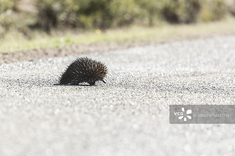 针鼹过马路图片素材