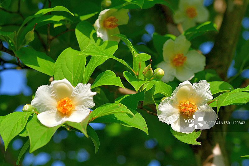长喙紫茎：白色山茶花状花朵图片素材