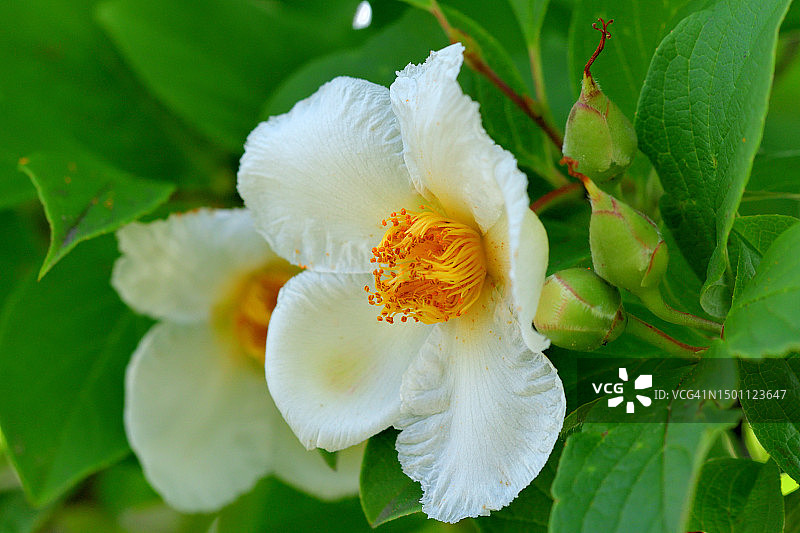 长喙紫茎：白色山茶花状花朵图片素材
