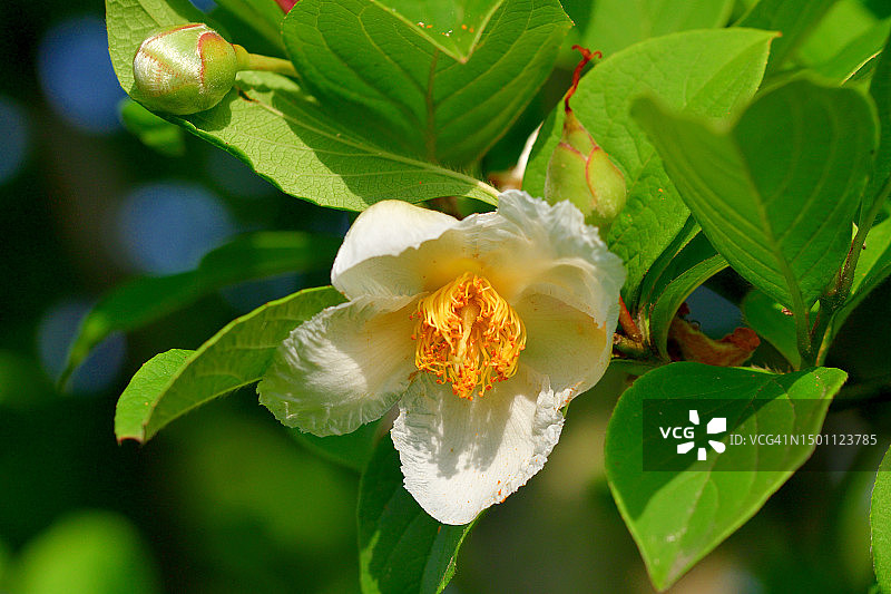 长喙紫茎：白色山茶花状花朵图片素材