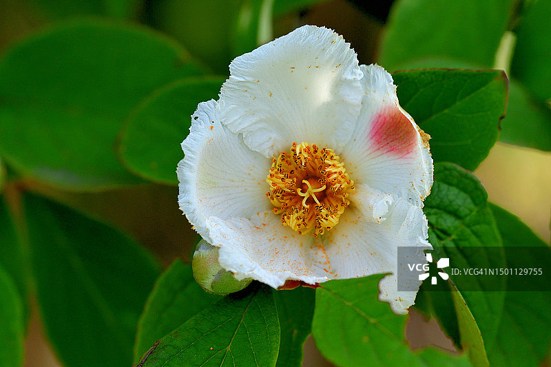 长喙紫茎：白色山茶花状花朵图片素材