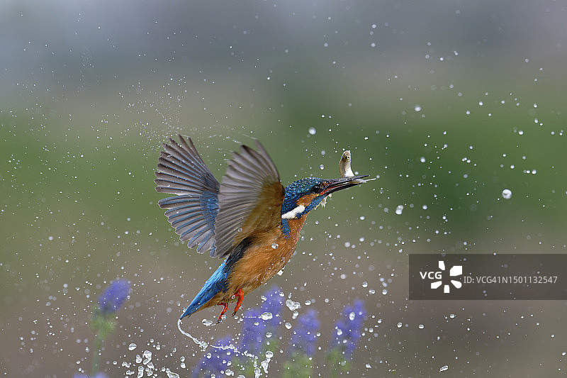 翠鸟(Alcedo atthis)图片素材