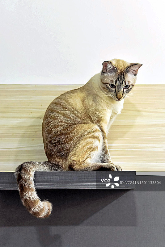 虎斑猫坐在栖木上往下看图片素材