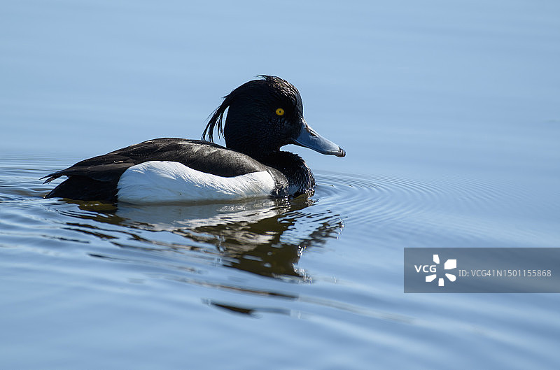 瑞典湖面上游动海鸭的特写图片素材
