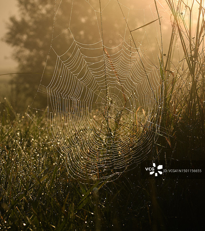 瑞典，湿蜘蛛网特写图片素材