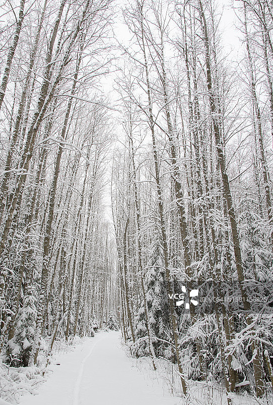 冬季瑞典的森林树木图片素材