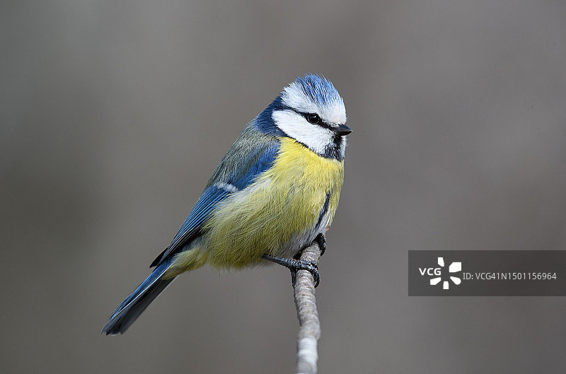 山雀栖息在树枝上特写，瑞典图片素材