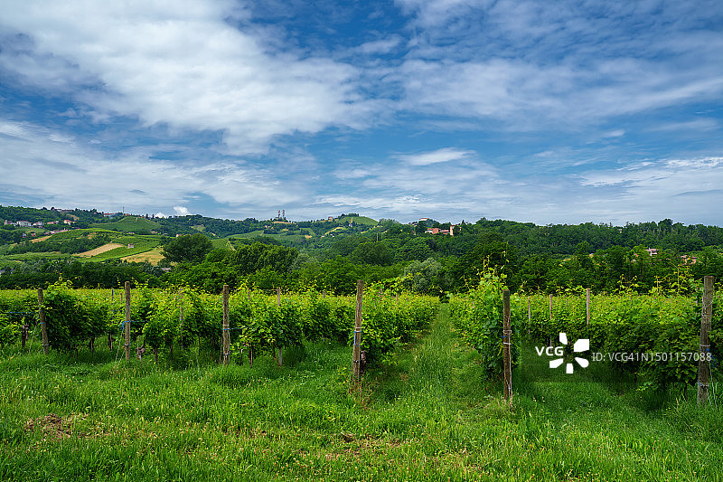意大利帕维亚省的葡萄园风光图片素材