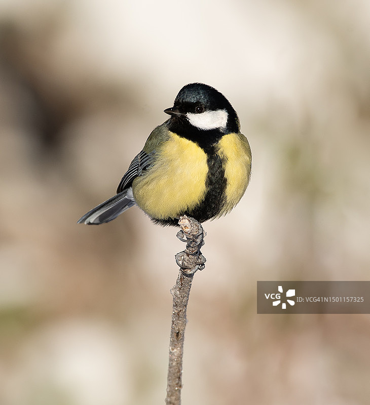 在树枝上栖息的柳莺特写，瑞典图片素材