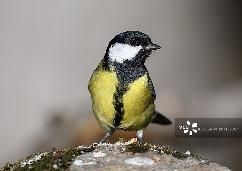 山雀栖息在岩石上的特写，瑞典图片素材
