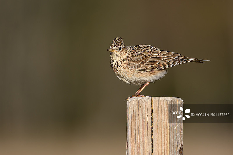 歌云雀栖息在木桩上的特写，瑞典图片素材