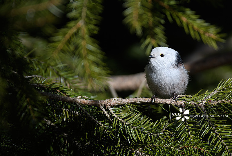 山雀栖息在树上的特写，瑞典图片素材