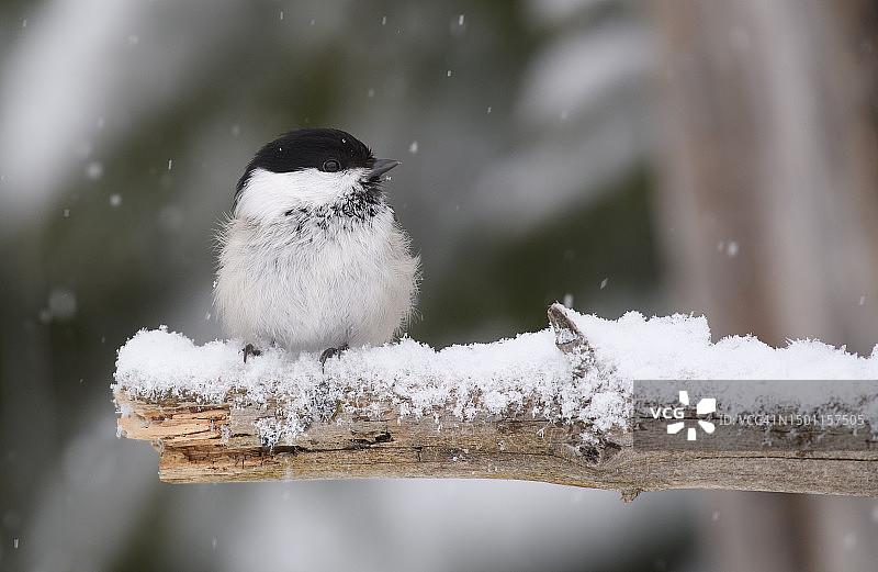 近距离拍摄栖息在雪地上的鸣山雀，瑞典图片素材