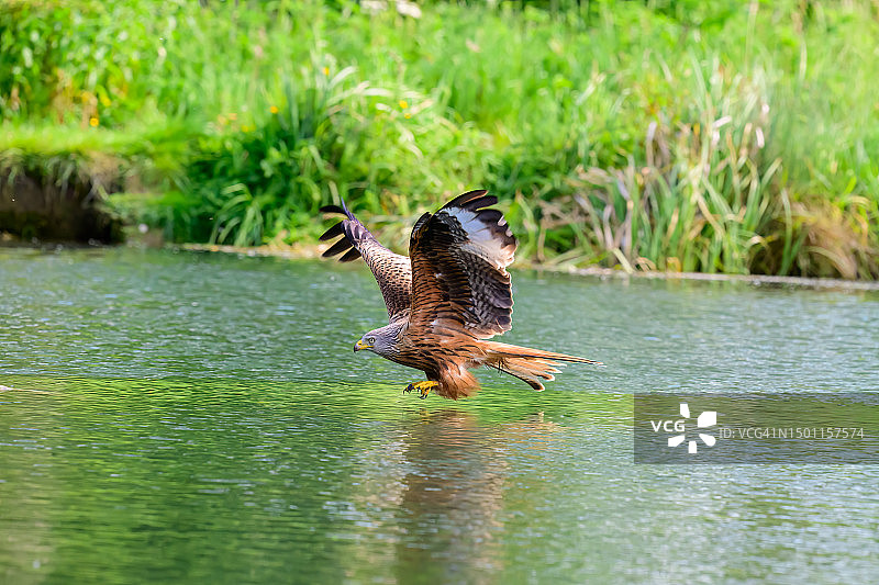 在英国拉特兰的雌性绿头鸭图片素材