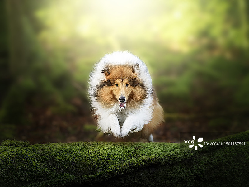 在田野上的柯利犬肖像，爱尔兰图片素材