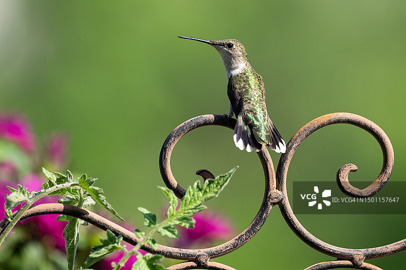蜂鸟热带鸟栖息于植物特写，美国爱荷华州贝滕多夫市图片素材