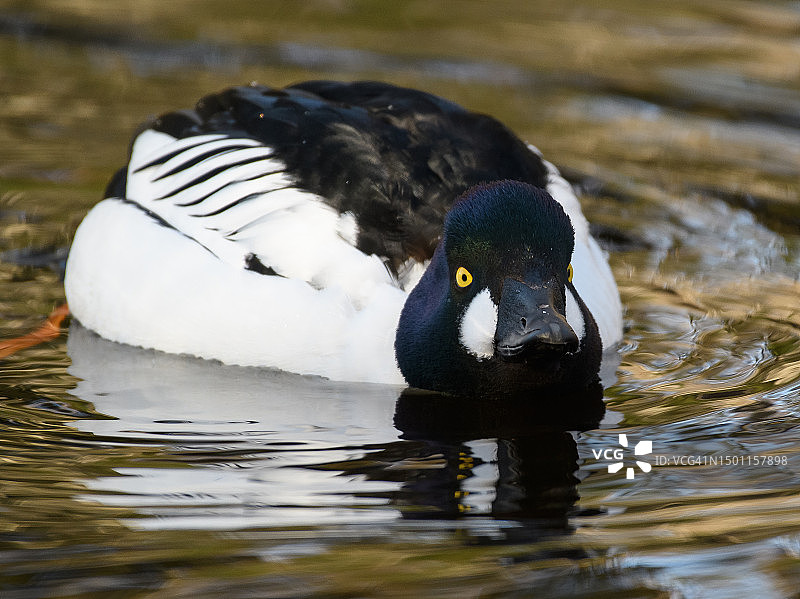 瑞典湖面上游动海鸭的特写图片素材